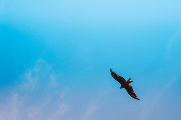Beautiful eagle or falcon flying in blue sky with clouds in summer