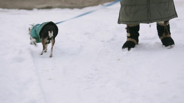A small chihuahua dog dressed in a green jacket is trembling and running along a snow-covered street. Next to it is an elderly mistress in warm winter shoes.