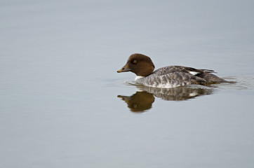 Garrot à œil d'or femelle