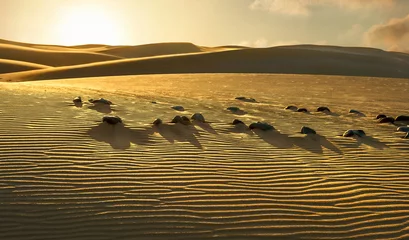 Deurstickers National park of Maspalomas sand dunes. Gran Canaria, Canary islands, Spain © Valery Bareta