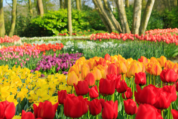Frühling im Keukenhof in Lisse, Holland