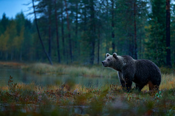 Naklejka premium Niedźwiedź ukryty w żółtym lesie. Jesienne drzewa z niedźwiedziem. Piękny niedźwiedź brunatny spaceruje po jeziorze w jesiennych kolorach. Niebezpieczne zwierzę w przyrodzie drewna, siedlisku łąkowym. Siedlisko dzikiej przyrody z Finlandii.