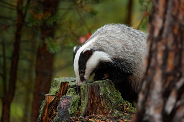 Badger in forest, animal nature habitat, Germany, Europe. Wildlife scene. Wild Badger, Meles meles, animal in wood. European badger, autumn pine green forest. Mammal environment, rainy day. © ondrejprosicky