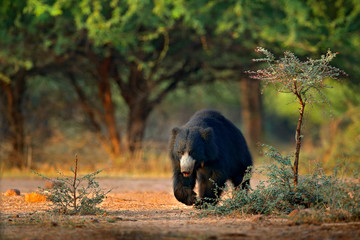Naklejka premium Leniwiec, Melursus ursinus, Park Narodowy Ranthambore, Indie. Dzikie siedlisko niedźwiedzia leniwca, fotografia przyrody. Niebezpieczne czarne zwierzę w Indiach. Azja dzikiej przyrody. bute Zwierzę na drodze w lesie Azji.