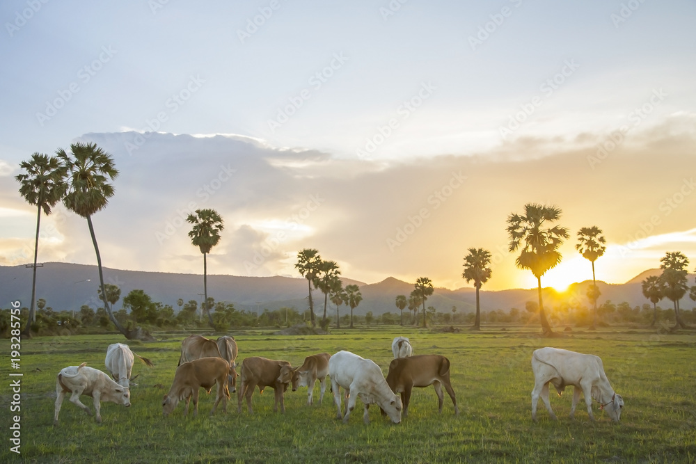 Wall mural cow in sugar palm field