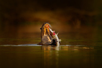 Otter with catch fish. Giant Otter, Pteronura brasiliensis, portrait in the river water level, Rio Negro, Pantanal, Brazil. Wildlife scene from nature. Animal behaviour, Brazil. Otter orange evening.