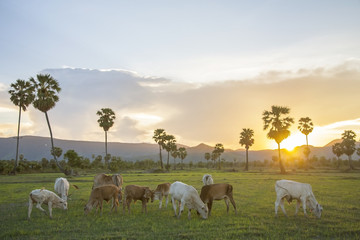 Obraz na płótnie Canvas cow in sugar palm field