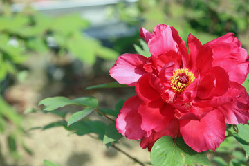 Fototapeta premium 牡丹の花