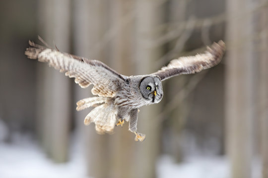 Bird flying. Great Grey Owl, Strix nebulosa, flight in the forest, blurred trees in background. Wildlife animal scene from nature. Owl fly in the the cold winter. Snow in forest. Owl flight.