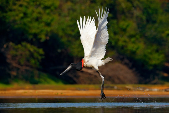 Flying white bird in tropic forest. Jabiru stork flight. Jabiru, Jabiru mycteria, black and white bird in the green water with flowers, open wings, wild animal in the nature habitat, Pantanal, Brazil.