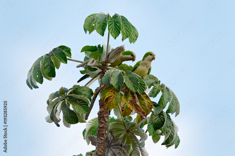Wall mural Green parrot, monk parakeet, Myiopsitta monachus, bird in the nature tree habitat, eating fruit, Pantanal, Brazil. Quaker parrot. Two birds on palm tree. Wildlife scene from South America. - Wall murals