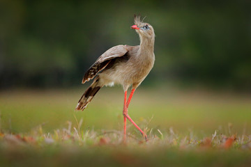 Red-legged Seriema, Cariama cristata, Pantanal, Brazil. Typical bird from Brazil nature. Bird in the grass meadow, long red leg. Traveling in South America.