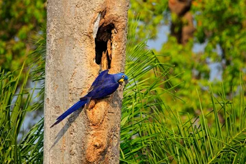Fotobehang Blue parrot in green tropic forest. Big blue parrot Hyacinth Macaw, Anodorhynchus hyacinthinus, in tree nest cavity, Pantanal, Brazil, South America. Nesting behaviour. Tree hole nest. © ondrejprosicky