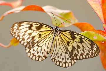 Paper Kite, Idea leuconoe, insect in the nature habitat, Beautiful butterfly with red and yellow liana flower, Philippines, Asia. Black and blue butterfly sitting on the green leave in the forest.