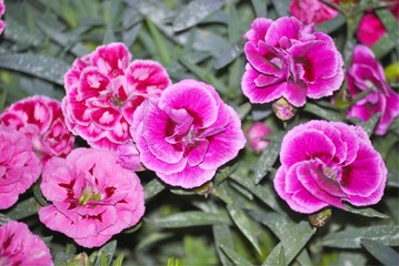 Close up of two-colored flowers of dianthus, or carnation.