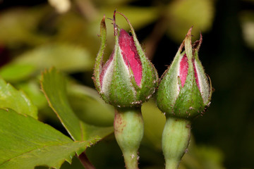 Two unblown roses growing on a green meadow.