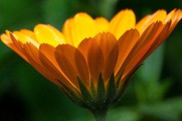 Beautiful marigold is growing on a green meadow. Live nature.