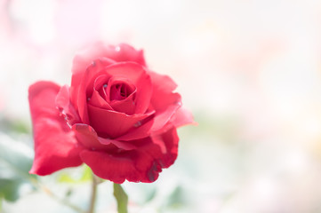 close up of fresh red rose flower