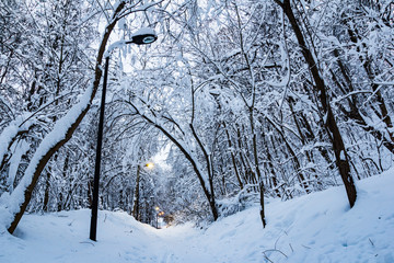 Winter. Vorobyevy Gory Park. Moscow