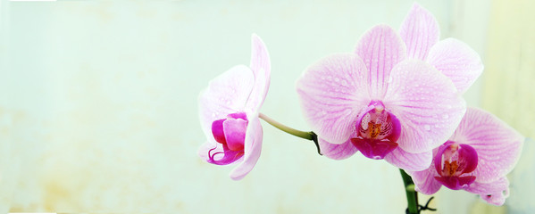pink flowers orchid