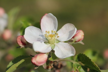Blüten vom Apfel an einem Ast vor grünem Hintergrund