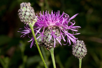 Three beautiful thistle flower are growing on a green meadow. Live nature.