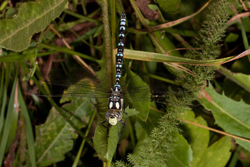 Beautiful dragonfly is sitting on a dry stem of a plant.