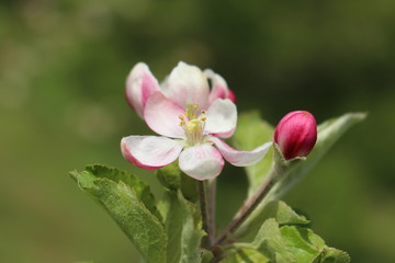 Naklejka na ściany i meble Blüten vom Apfel an einem Ast vor grünem Hintergrund