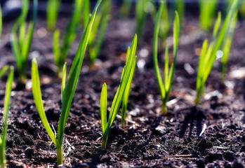 Young spring  shoots on plantation
