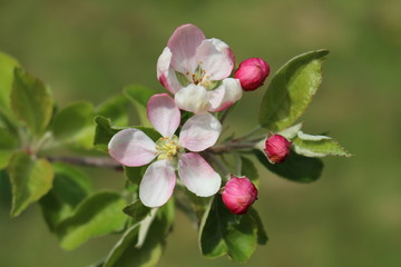 Apfelblüte mit Knospen vor grünem Hintergrund