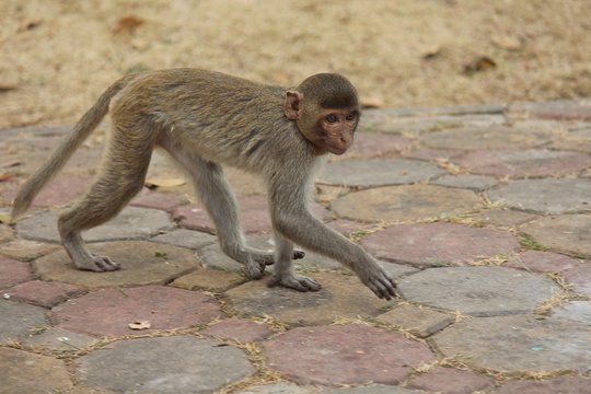 Monkey,  be the mammal,  there is body character resembles a human,  believe in that  there is same species of an ancestor.