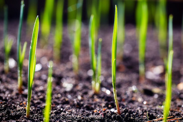 Young spring  shoots on plantation