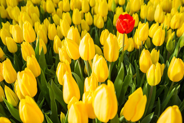 one red tulip among a set of yellow tulips