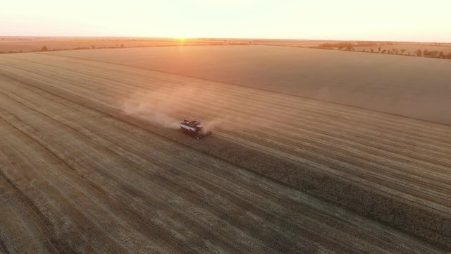    A 180 degree bird`s eye view of a combine harvester threshing wheat on a striped field at sunset in summer. The skyscape is great and gorgeous.
