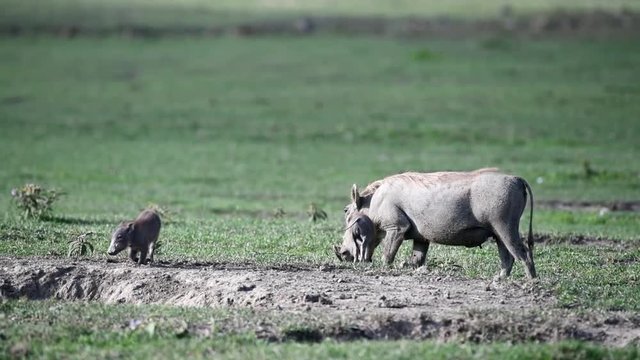 Warthog with two babies eating grass
