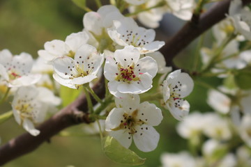 Blüten vom Apfel an einem Ast vor grünem Hintergrund