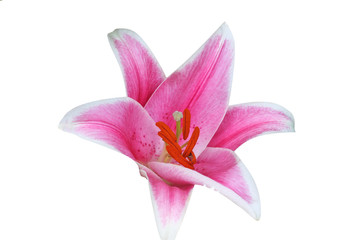 Beautiful single pink lilly flower isolated on white background 
