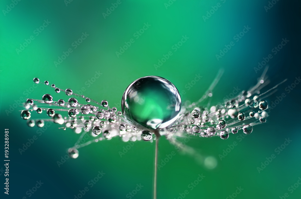 Poster beautiful water drops on a dandelion seed macro in nature. beautiful blurred green and blue backgrou