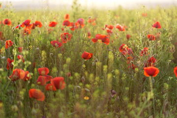 field with green grass and red poppies against sunset sky