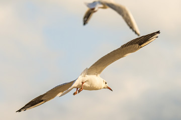 Black headed gull flying