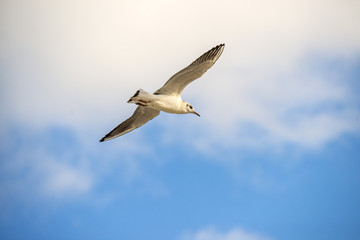 Fototapeta premium Black headed gull flying