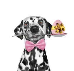 Cute dalmatian dog with spoon and easter egg. Isolated on white - obrazy, fototapety, plakaty
