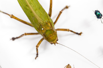 Samples of insect for study in Lab.