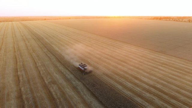 A bird`s eye view of a combine harvester threshing wheat on a striped field at sunset in summer. The skyscape is sparkling yellow