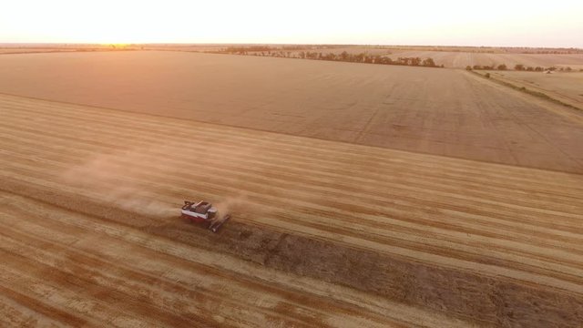     A bird`s eye view of a combine harvester collecting wheat on a farming field at sunset in summer. The cloud of dust is following the combine.