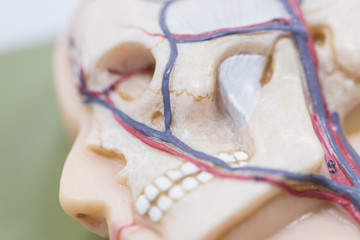 Study of human organs from model in Lab.