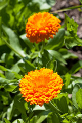 Marigold (Tagetes), flower