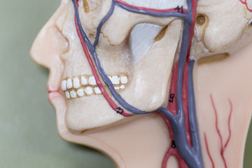 Study of human organs from model in Lab.