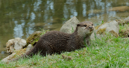Otter im Tierpark