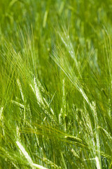 Barley plant, (Hordeum)